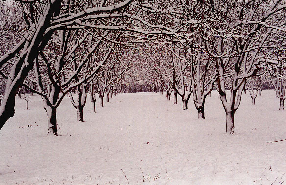 noyers sous la neige